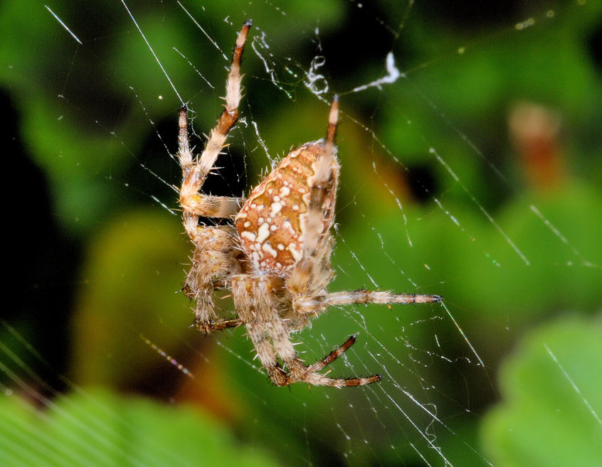 Araneus diadematus